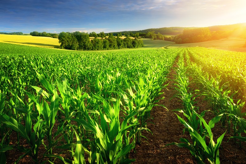 Sie betrachten gerade Vermietungseinkünfte bei landwirtschaftlicher Unterverpachtung