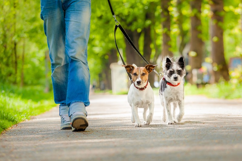 Mehr über den Artikel erfahren Umsatzsteuer: Lieferung herrenloser Tiere